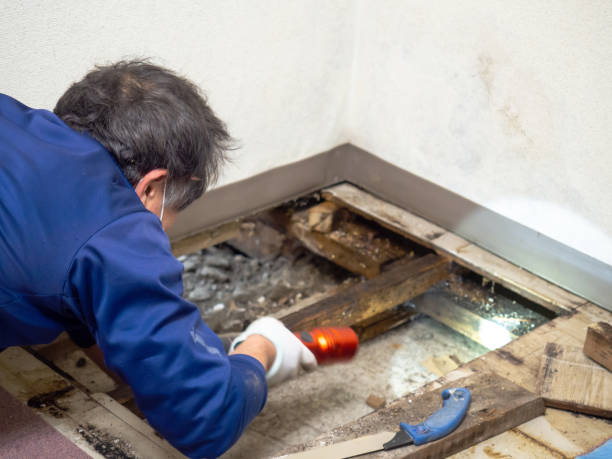 Best Crawl Space Mold Removal  in Uvalde Estates, TX