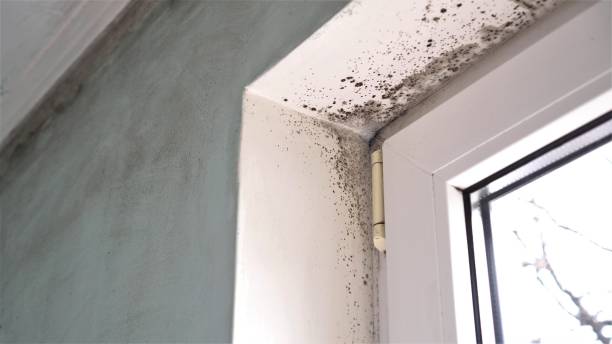 Mold Removal and Inspection in Uvalde Estates, TX