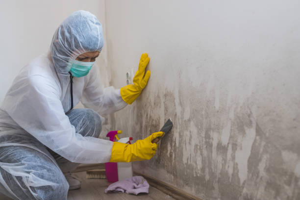Best Crawl Space Mold Removal  in Uvalde Estates, TX