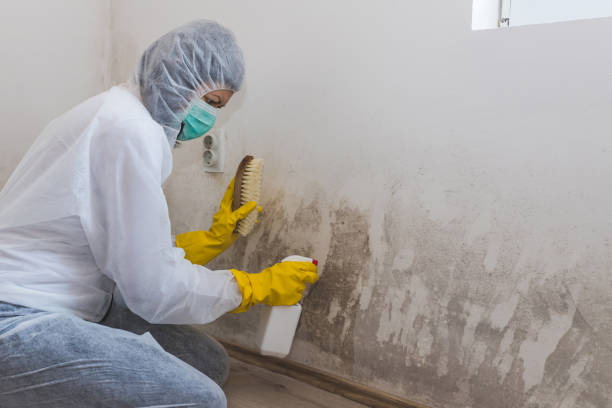 Mold Testing and Removal