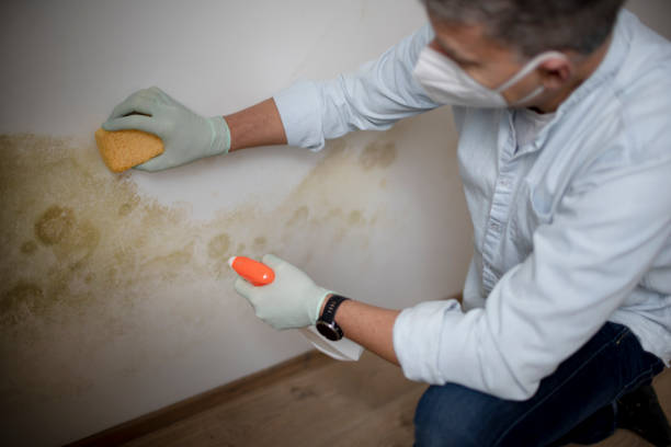 Best Mold Remediation  in Uvalde Estates, TX