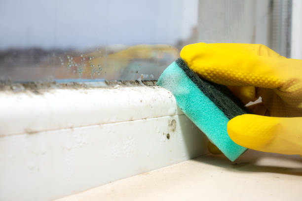 Best Mold Removal and Inspection  in Uvalde Estates, TX