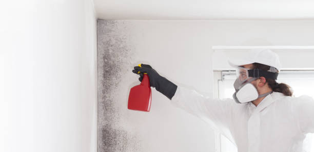 Best Toxic Mold Removal  in Uvalde Estates, TX