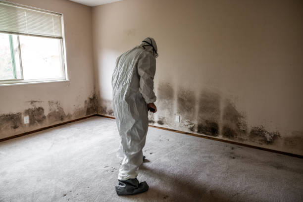 Professional Mold Removal in Uvalde Estates, TX