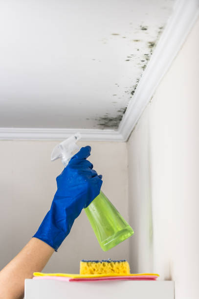 Best Home Mold Removal  in Uvalde Estates, TX